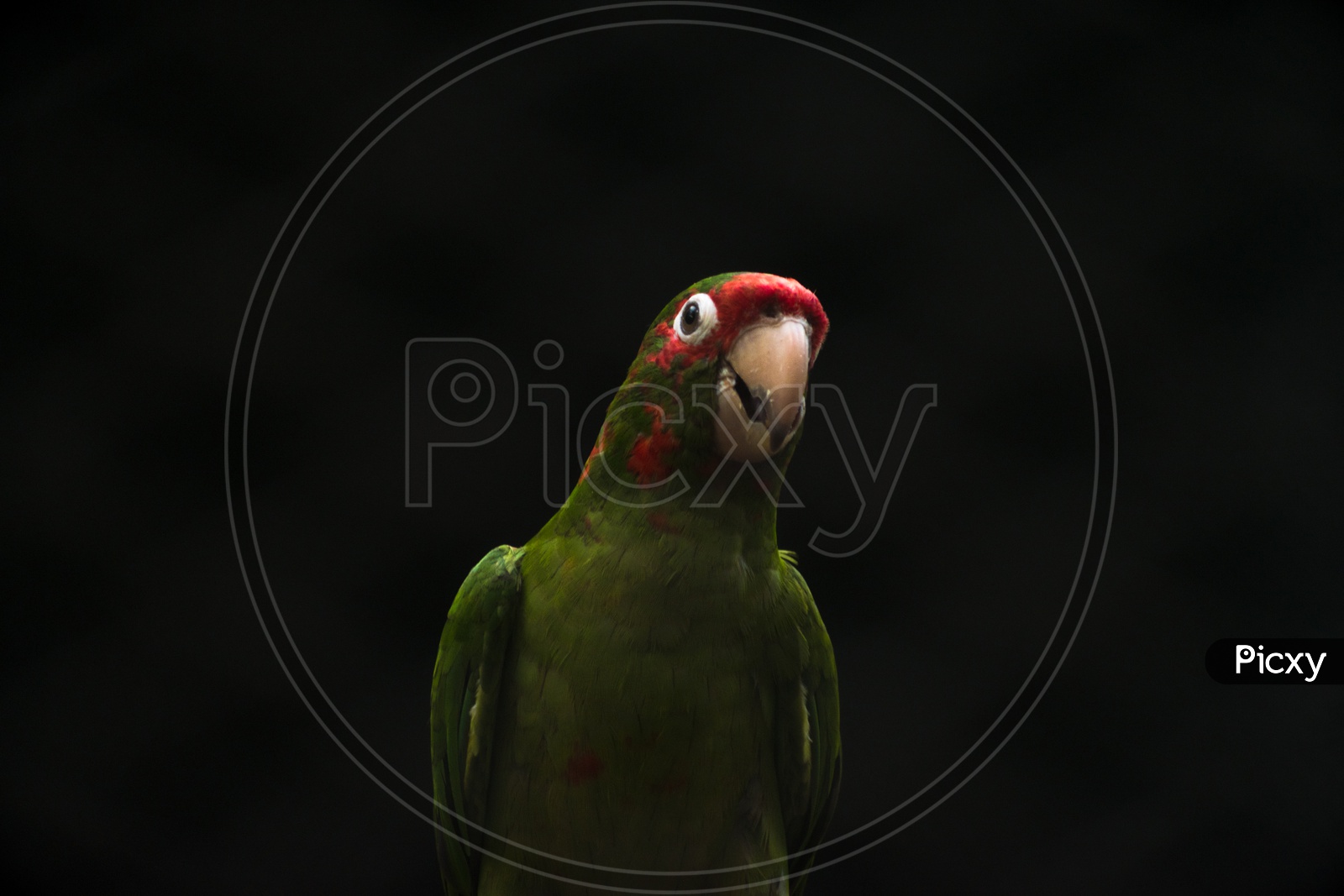 Parrot with Black Background