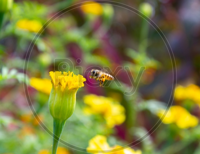Bee buzzing around a flower to collect the nectar