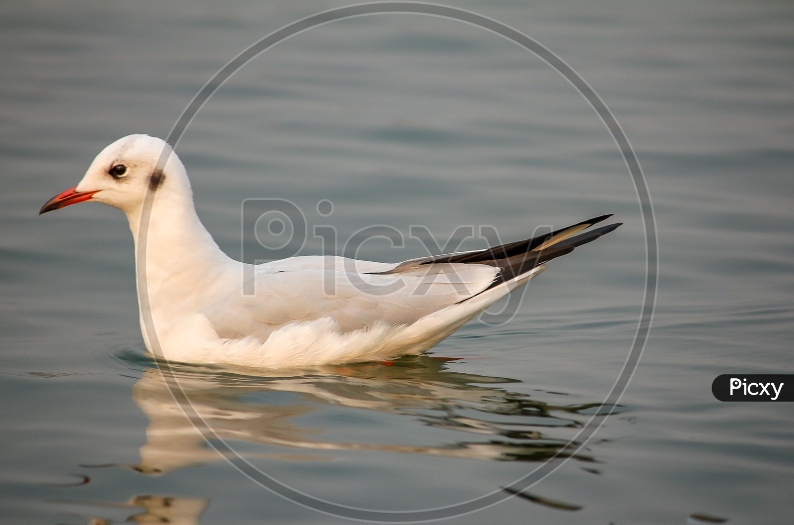 Birds swimming  in Triveni Sangam River