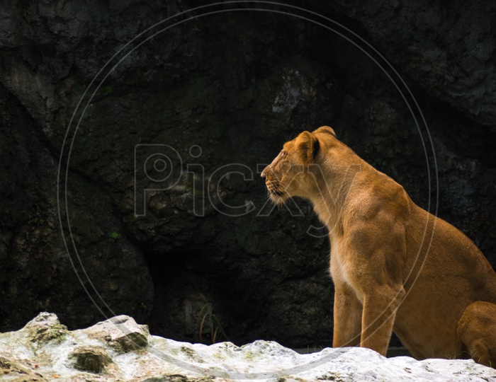 Lioness in Zoological Garden