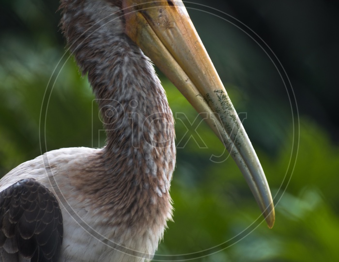 Painted Storks Portrait
