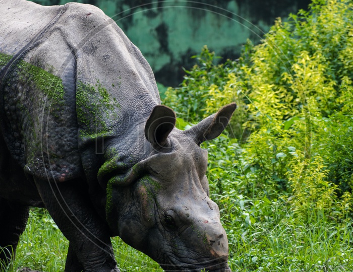 Rhinoceros Feeding Grass in a zoo