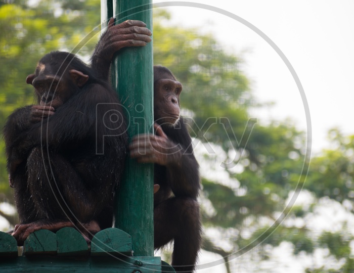 Chimpanzees in Zoo
