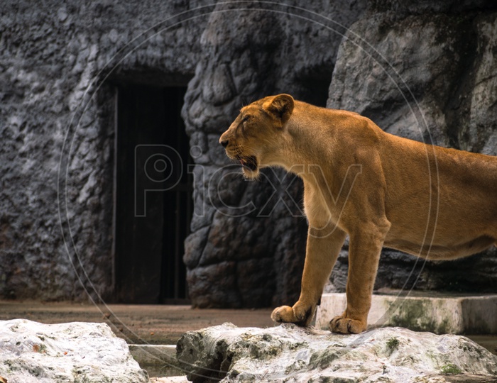 Roaring Lioness in Zoological Garden