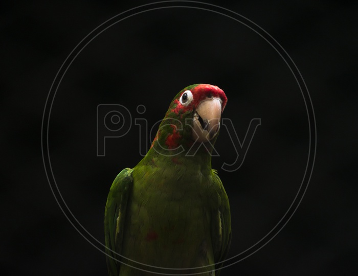 Parrot with Black Background