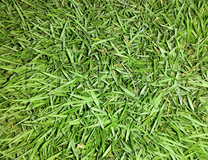 Green Grass in Lawn