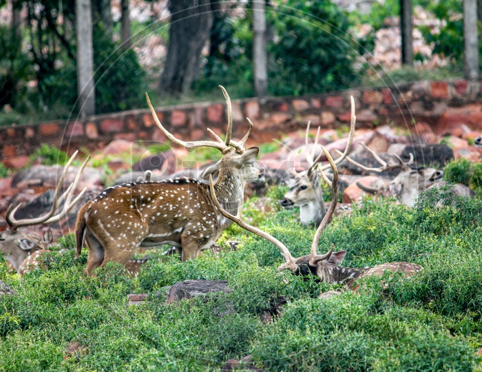 A group of deers on the hills of Tirumala