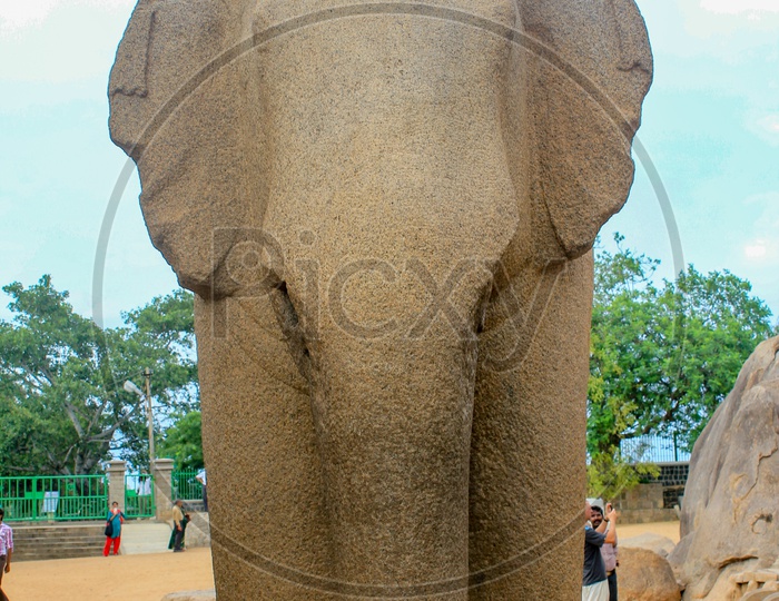 Elephant Sculpture at the Pancha Rathas of Mahabalipuram