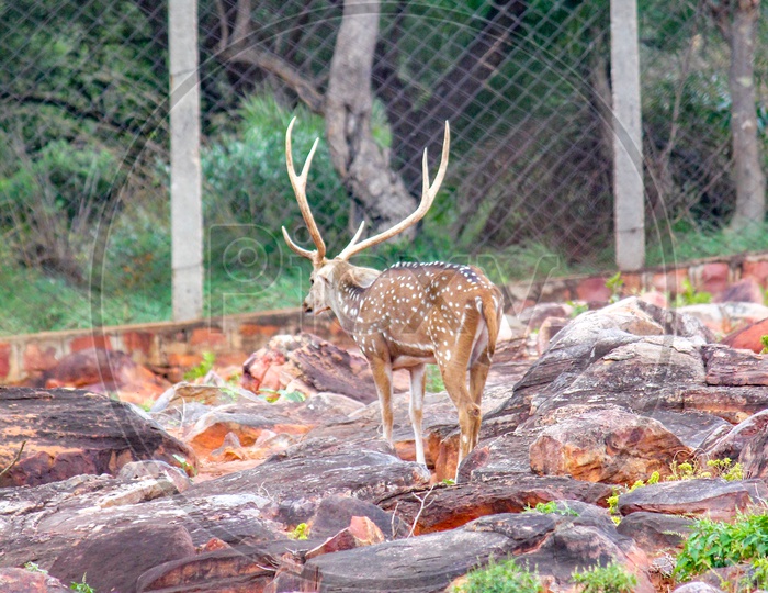A group of deers on the hills of Tirumala
