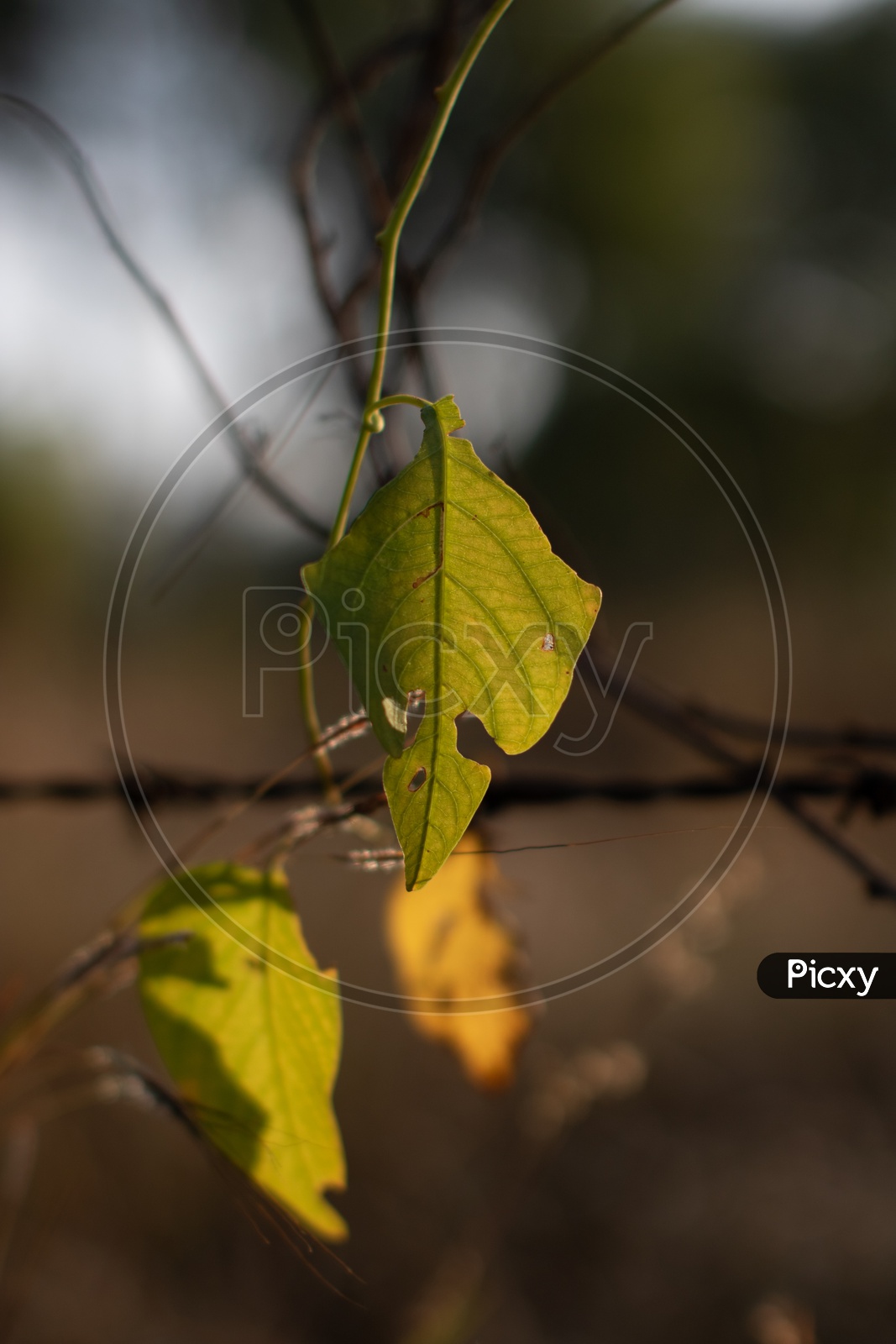 A Leaf Closeup Shot Forming a Background