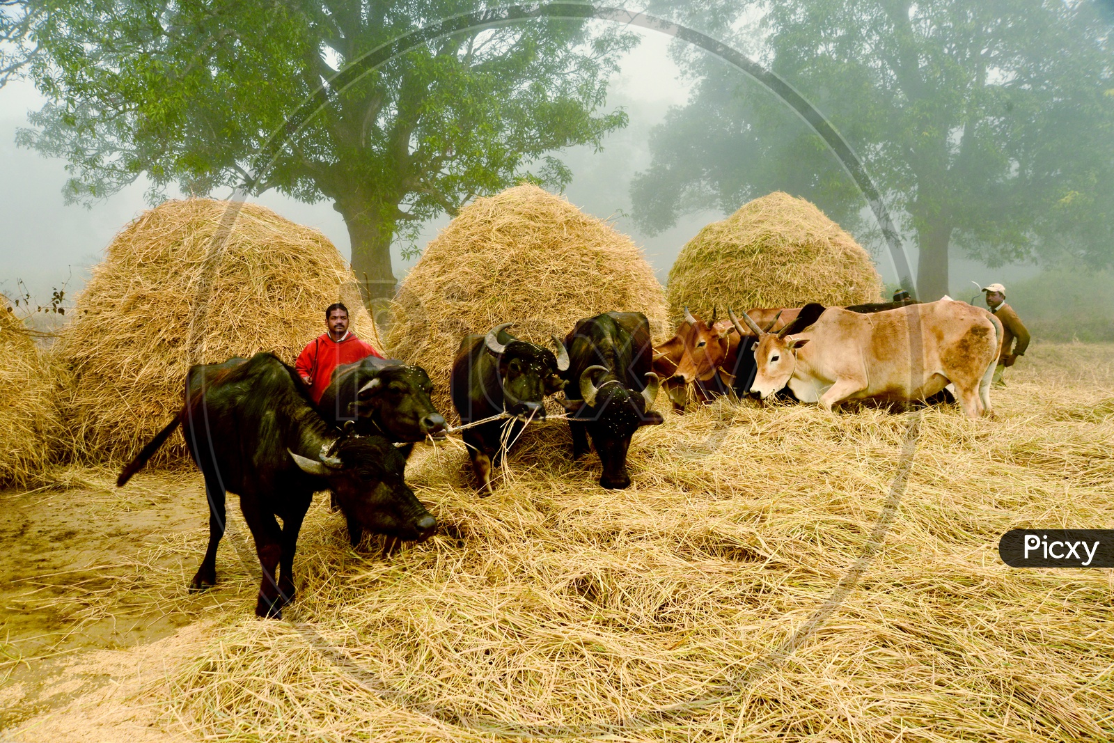 Image of Indian Cattle / Cows Feeding Dry Grass In VillagesTV584044Picxy