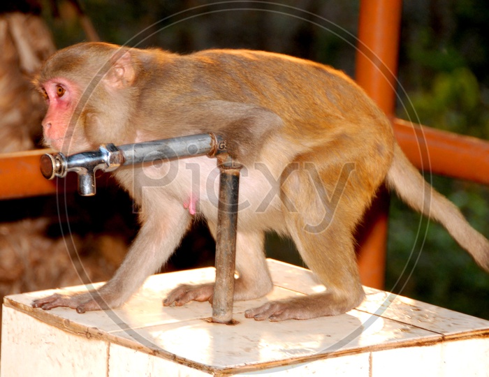 Monkey drinking water from Tap