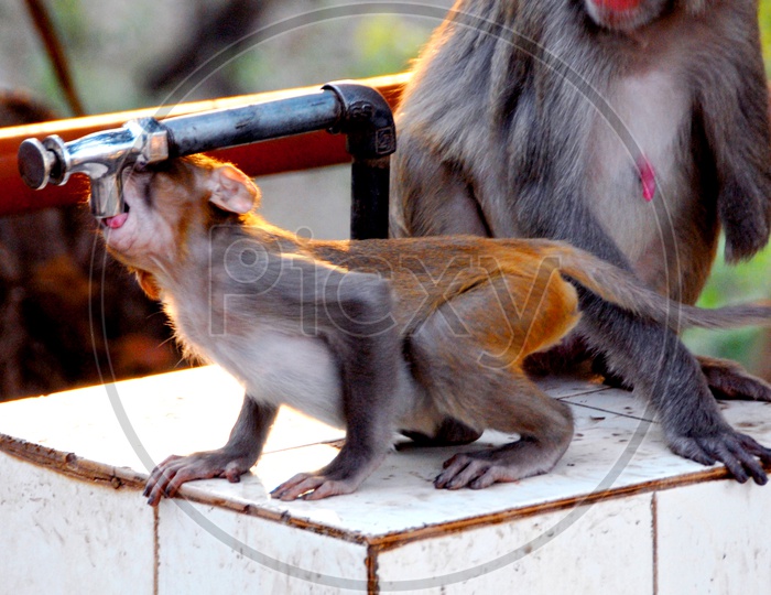 Monkey drinking water from Tap