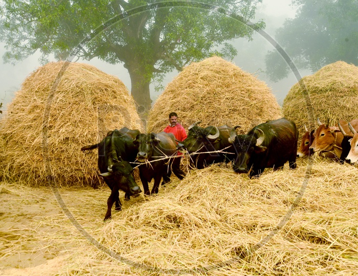 Image of Indian Cattle / Cows Feeding Dry Grass In VillagesYE510759Picxy