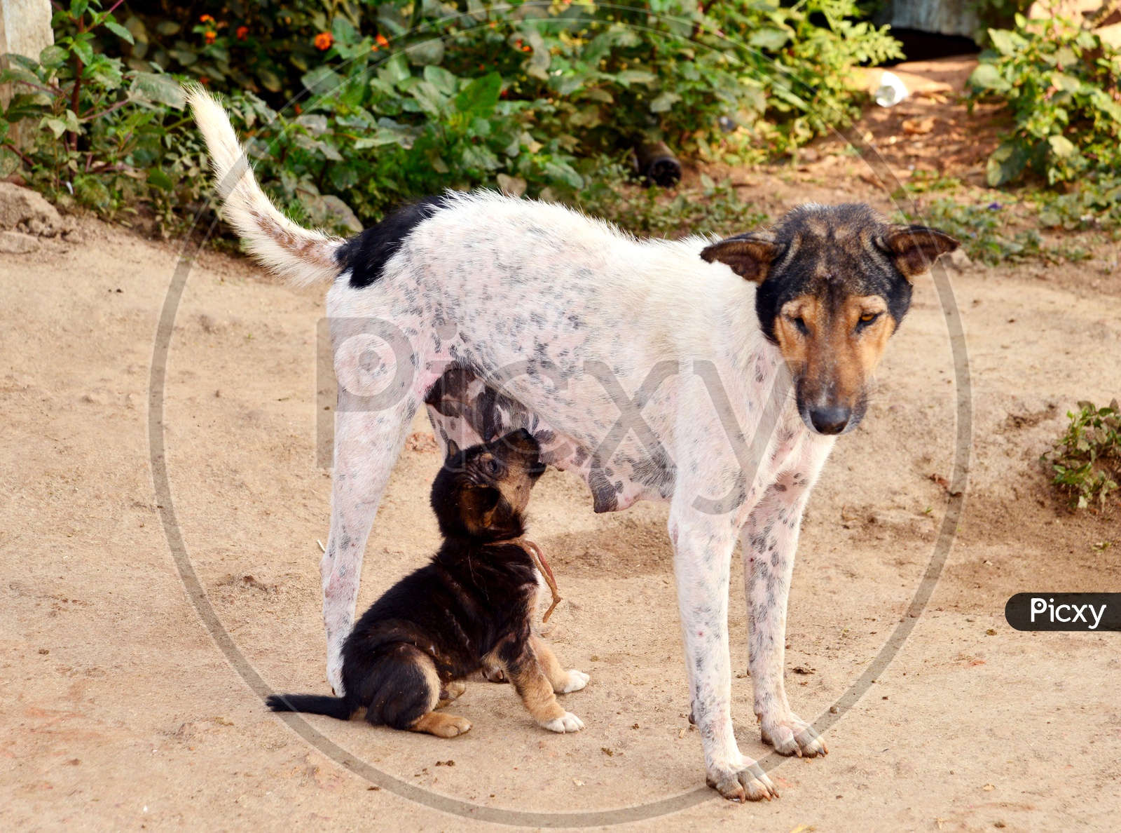 Baby dog drinking milk from Mother