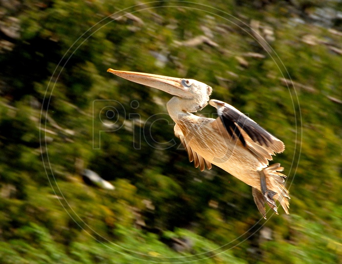 White stork Bird