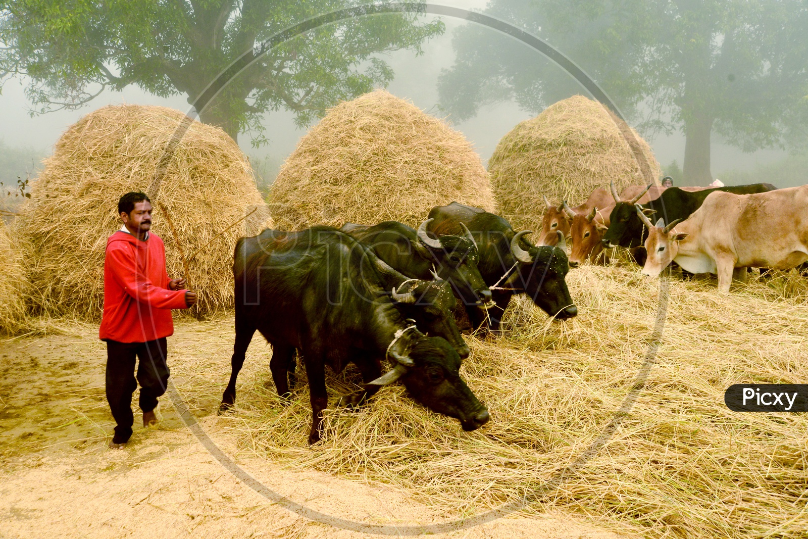 Image of Indian Cattle / Cows Feeding Dry Grass In VillagesRB491018Picxy