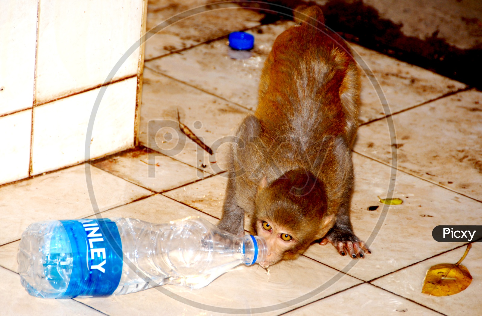 Monkey drinking water from Bottle