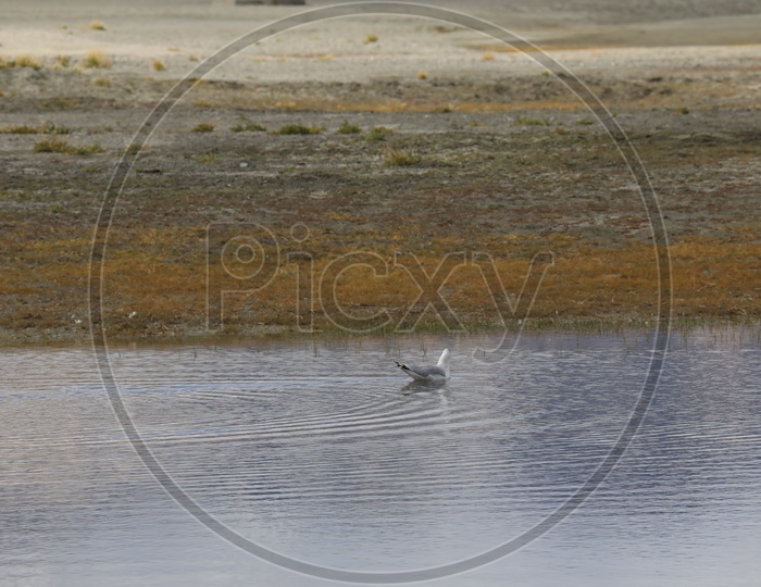 Swan Bird in water