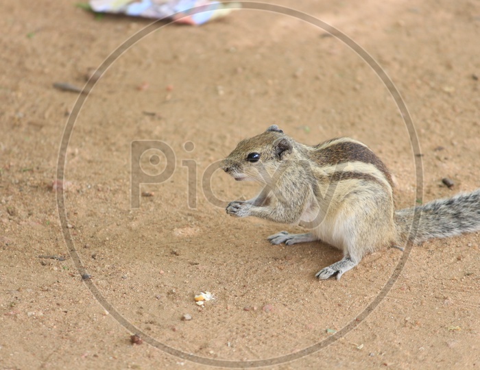 Squirrel small Animal