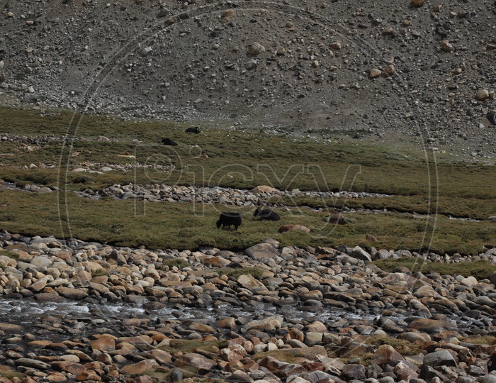 Yak Feeding Grass In The River Valleys of Leh