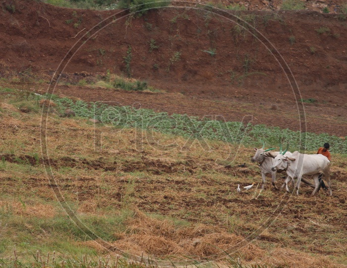 Farmer farming with Ox in Agriculture fields