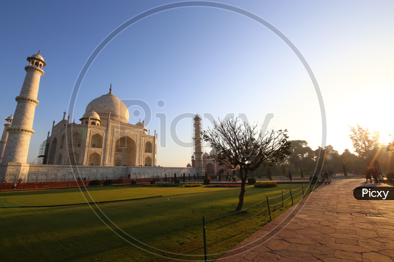 Landscape of Taj Mahal with tree in the foreground