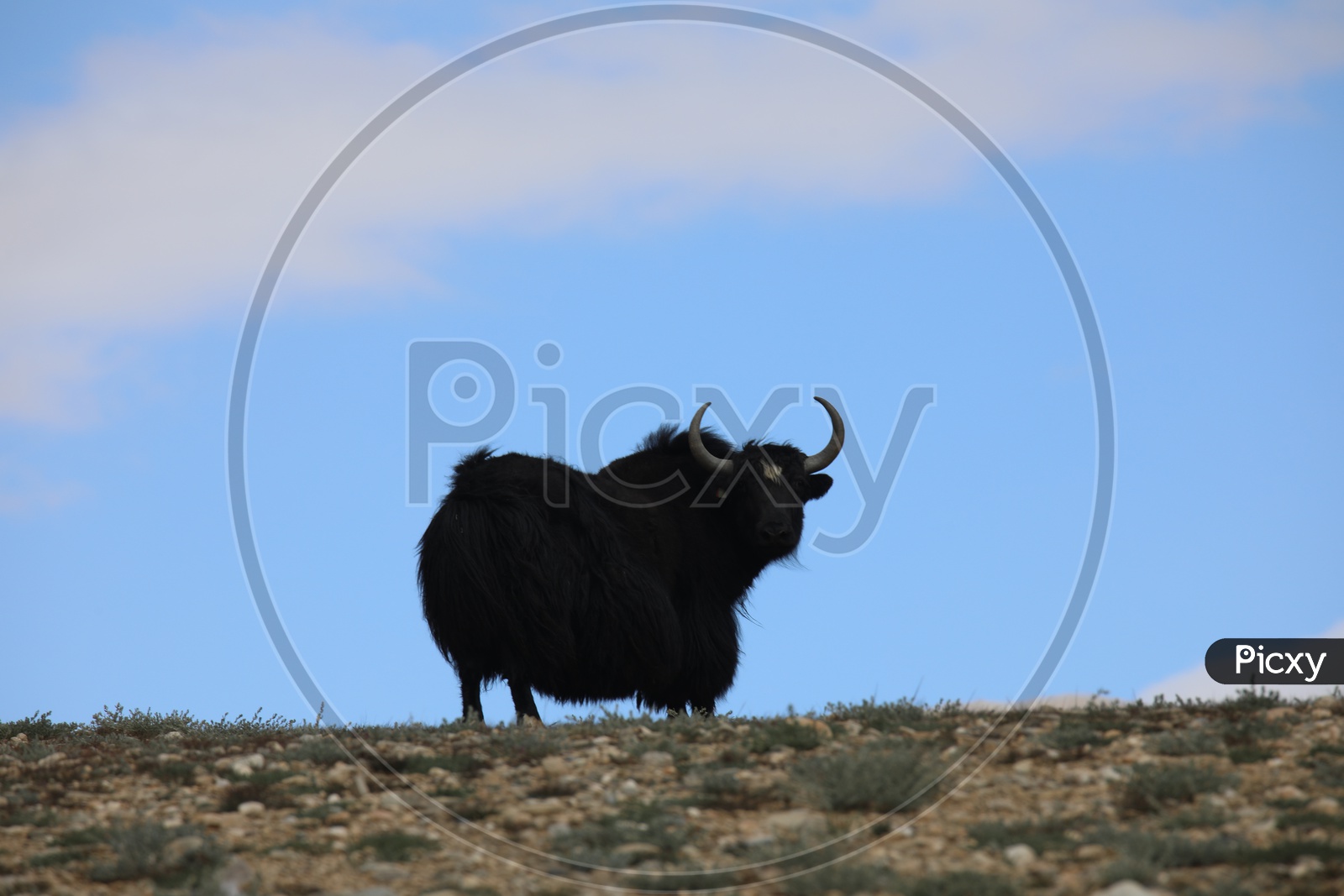 A Beautiful Composition Shot Of Yak In leh