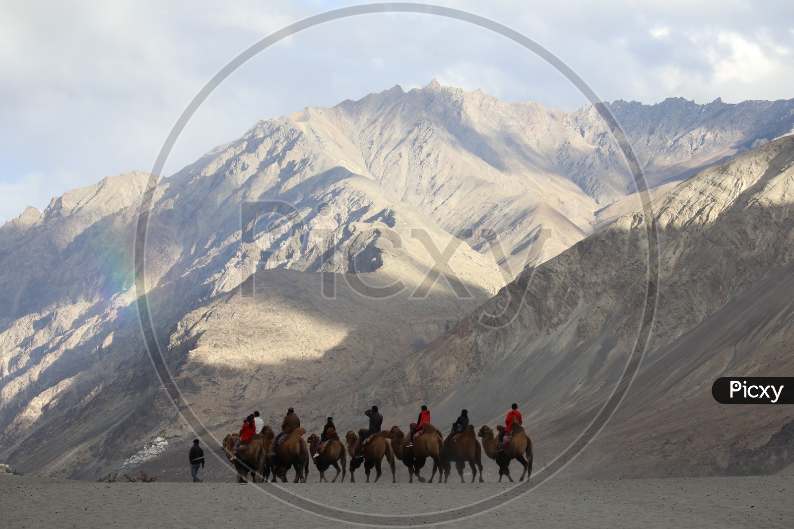 Backtrian Camel Rides In Nubra Valley
