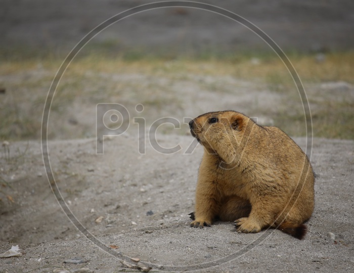 Marmot Spotted in Leh / Ladakh On the Way To Pangong Lake