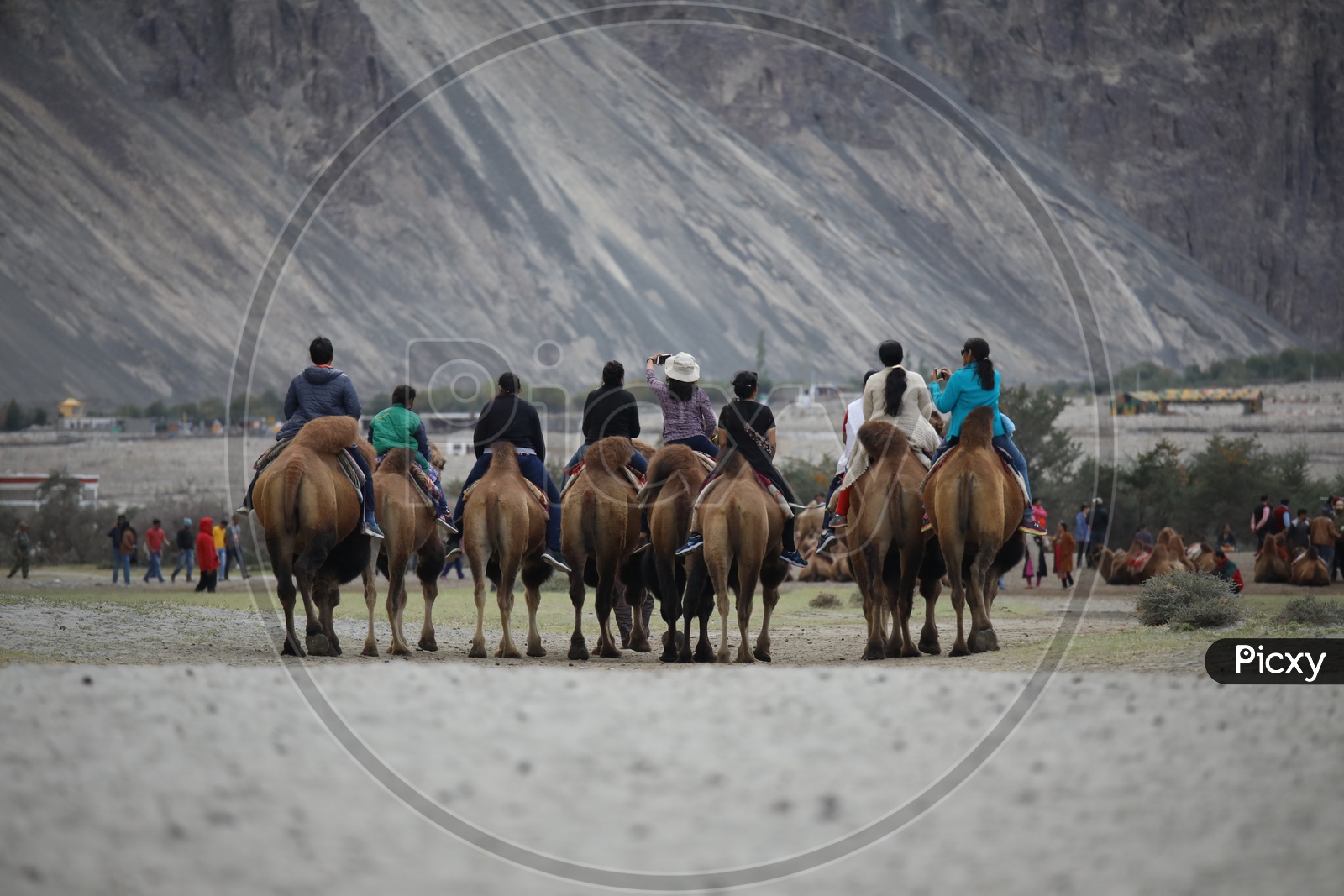 Tourists Using Backtrian Camels / Two - Hooded Camels For Commuting In Leh / Ladakh   / Nubra Valley Camel Rides
