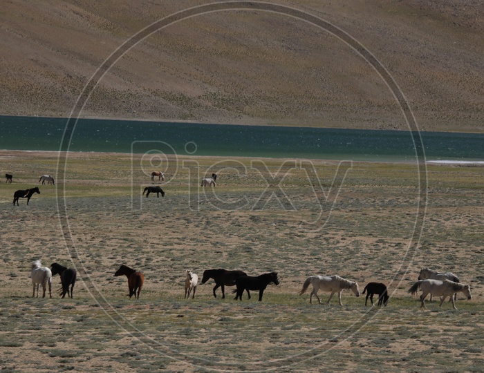 Horses in the River Valleys of Leh