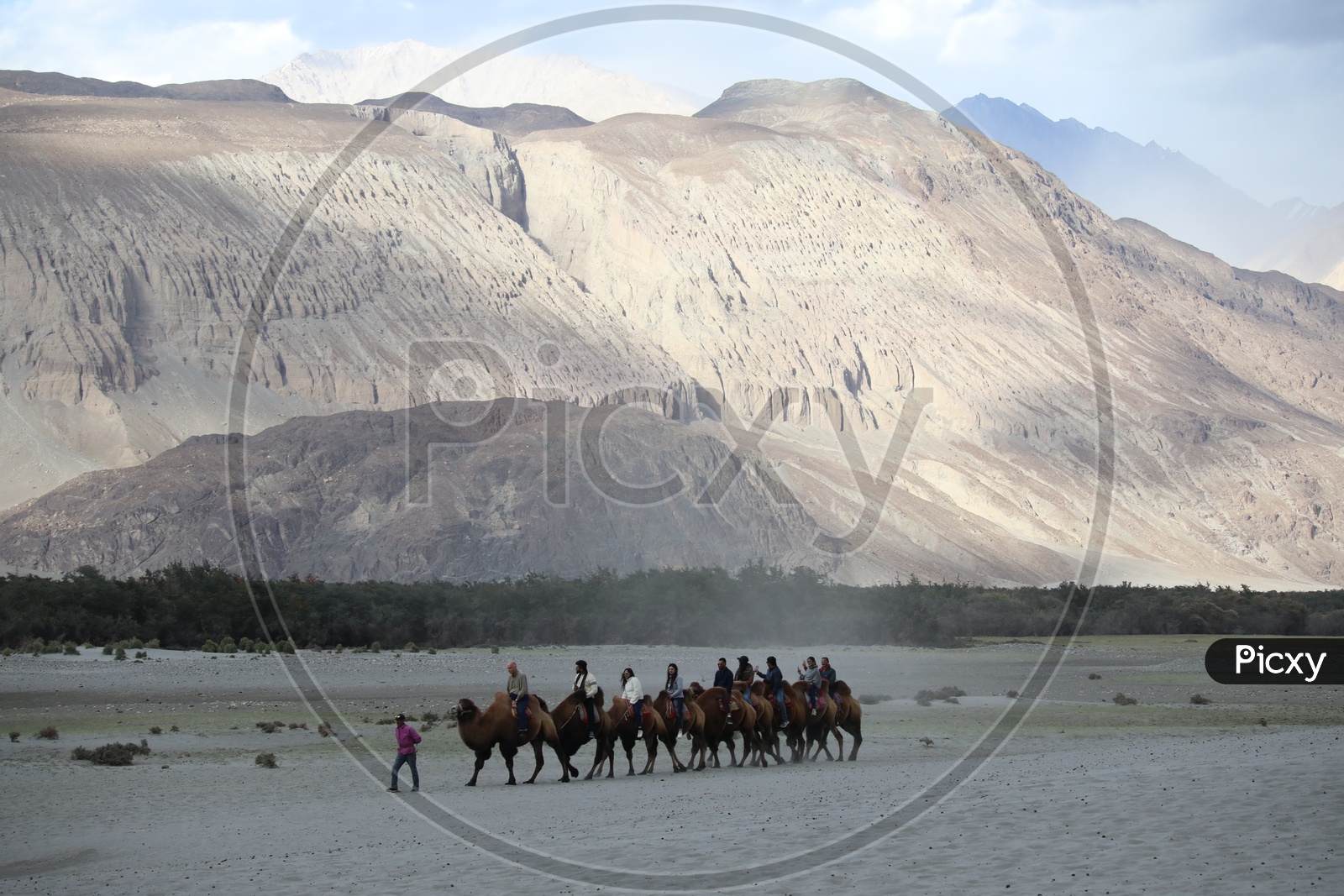 Tourists Using Backtrian Camels / Two - Hooded Camels For Commuting In Leh / Ladakh   / Nubra Valley Camel Rides
