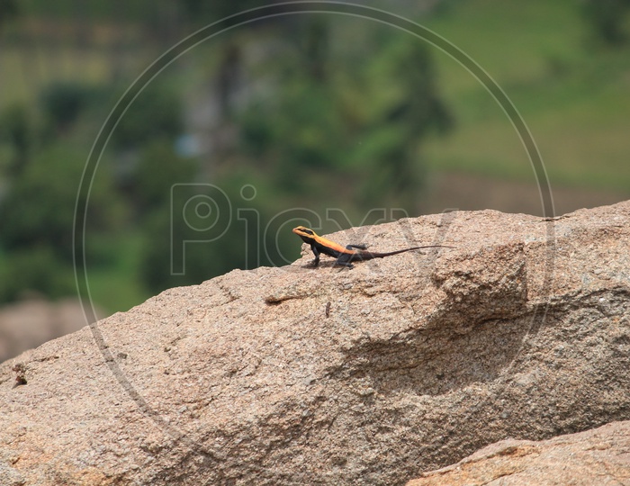 A Lizard on a Stone in Hampi
