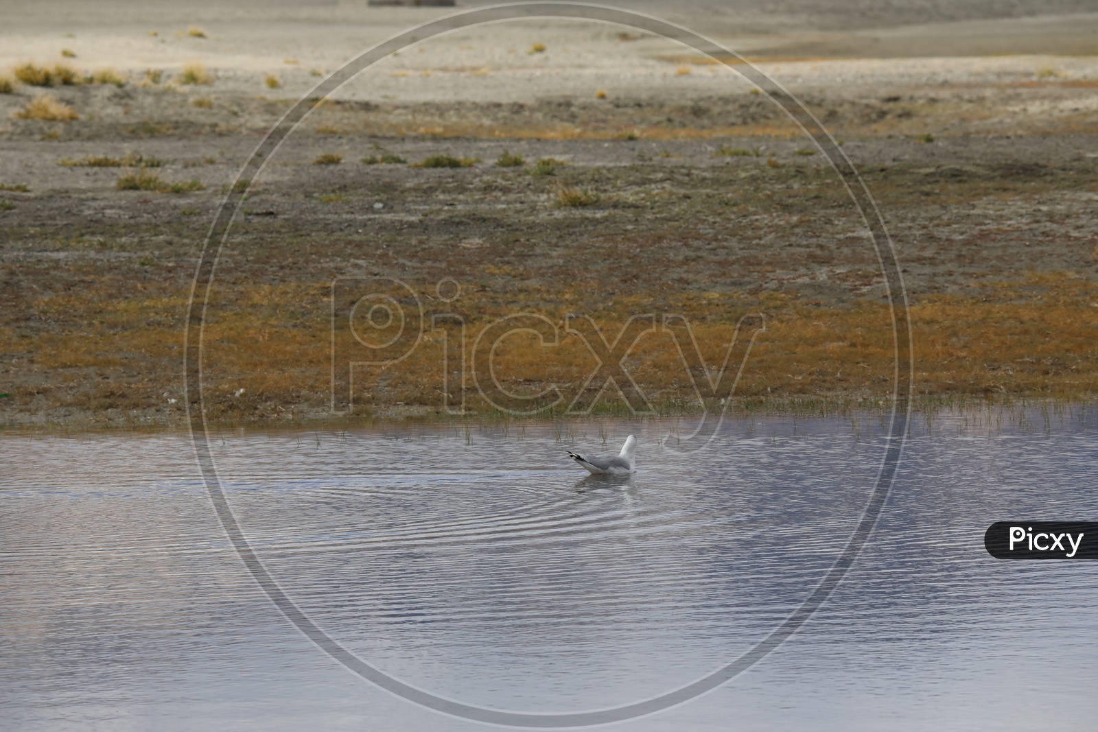 Swan Bird in water