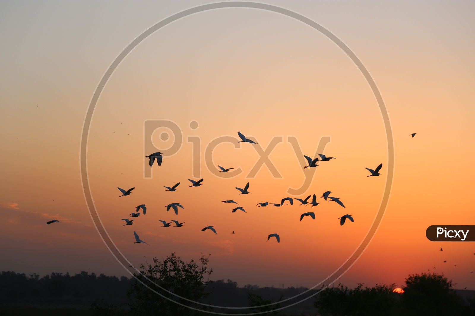 A Beautiful View Of Indian Cranes Flying as a Flock with a Sunset and Golden Yellow Sky as Background
