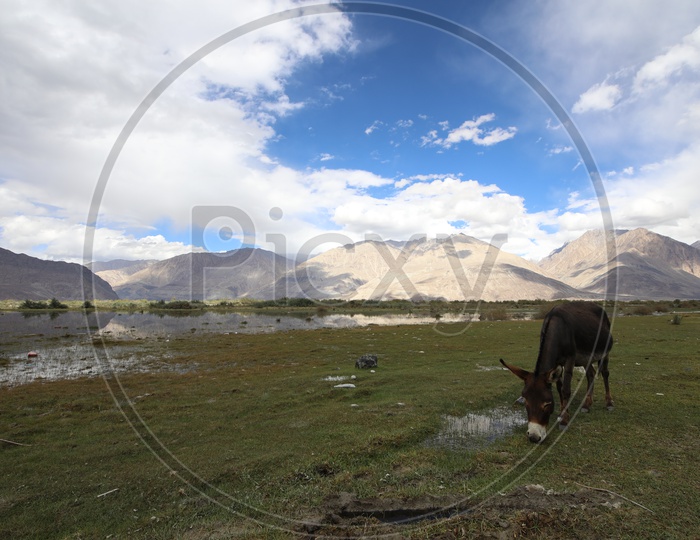 A Donkey Feeding Grass in River Valleys Of Leh