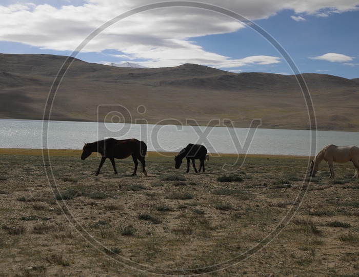 Beautiful Landscape of Snow Capped Mountains of Leh with horses in the foreground