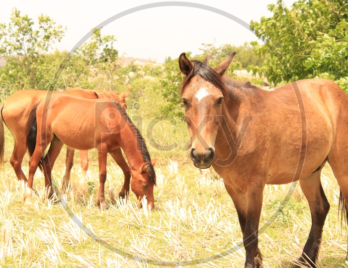Animal - Horses in Hampi