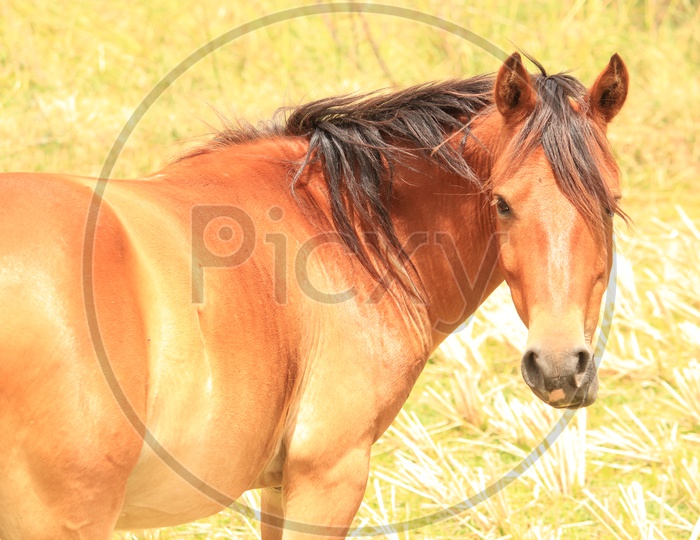Animal - Horse in Hampi