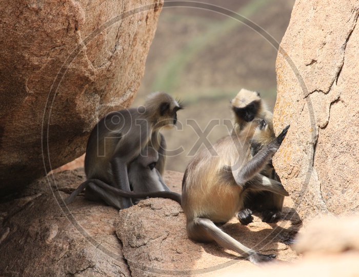 Black Faced Monkeys / Grey Langurs  Sitting On a Rocks Of  Hampi