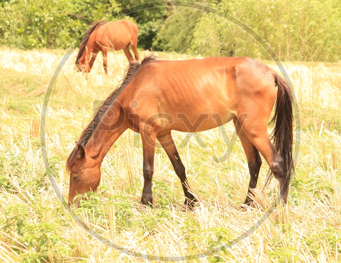 Animal - Horse in Hampi