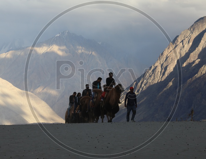 Backtrian Camel Rides In Nubra Valley