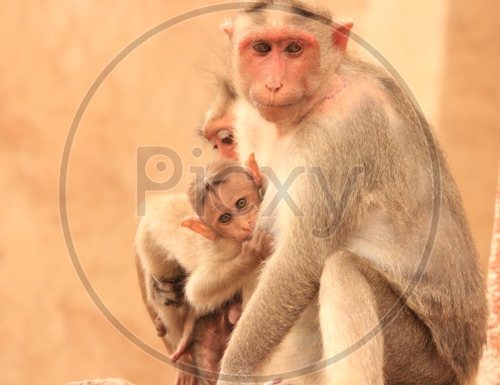 Indian Mother Monkey / Langur With their babies
