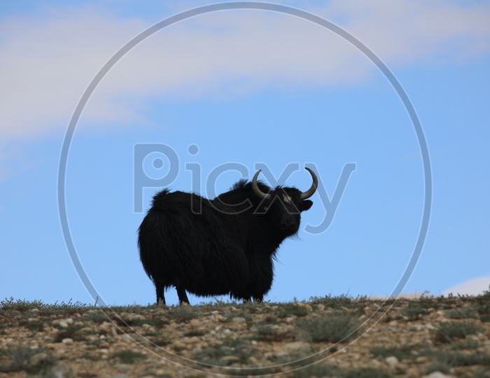 A Beautiful Composition Shot Of Yak In leh