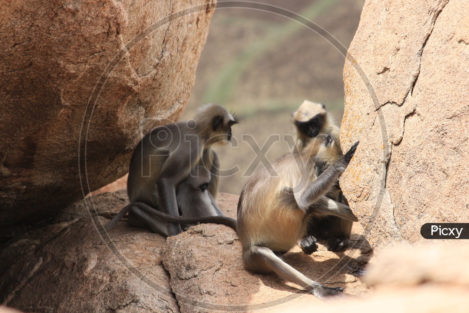 Black Faced Monkeys / Grey Langurs  Sitting On a Rocks Of  Hampi
