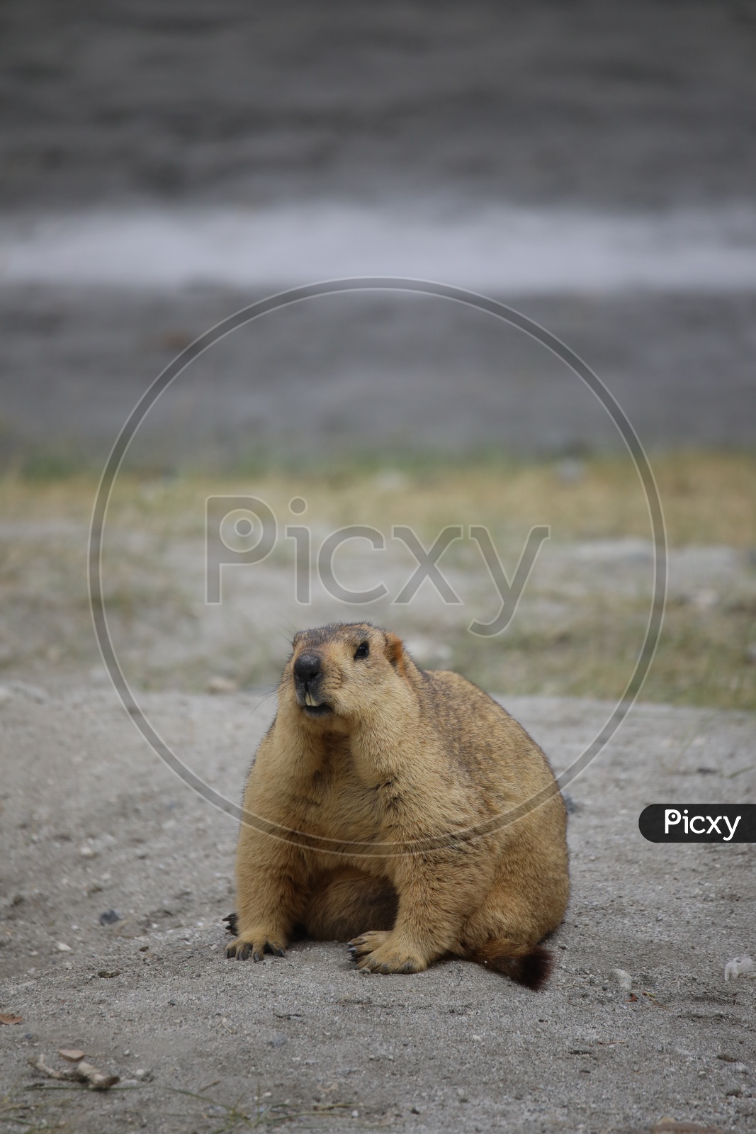 Marmot Spotted in Leh / Ladakh On the Way To Pangong Lake