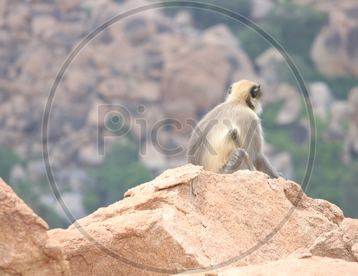 Black Faced Monkey / Grey Langur Sitting On a Rocks Of  Hampi