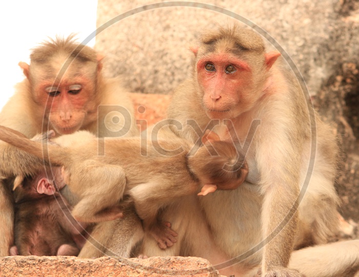 Indian Mother Monkeys Feeding  Their babies