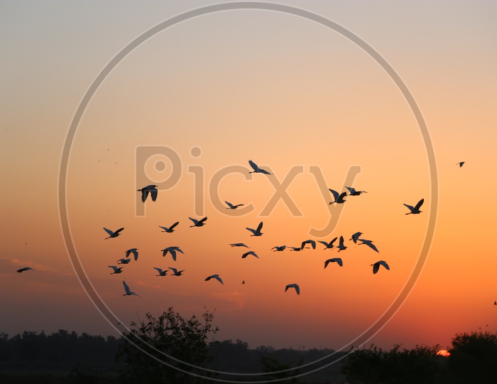 A Beautiful View Of Indian Cranes Flying as a Flock with a Sunset and Golden Yellow Sky as Background
